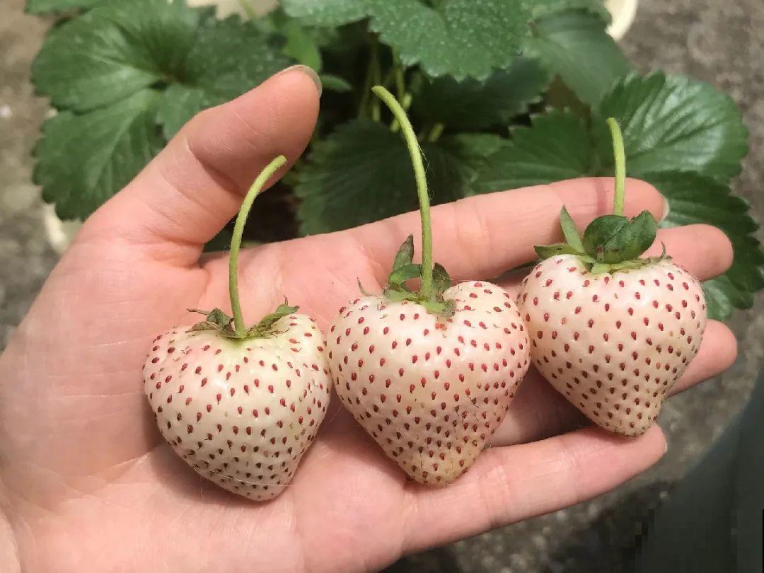 秋天养盆草莓，很快就开花，还能结果子