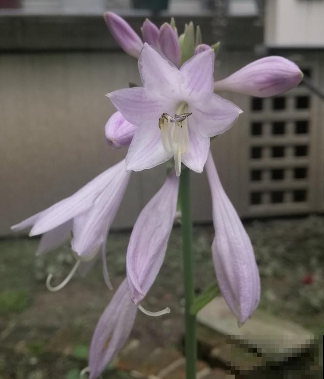 冬天庭院里也能养花，玉簪特耐寒，下雪也能开花