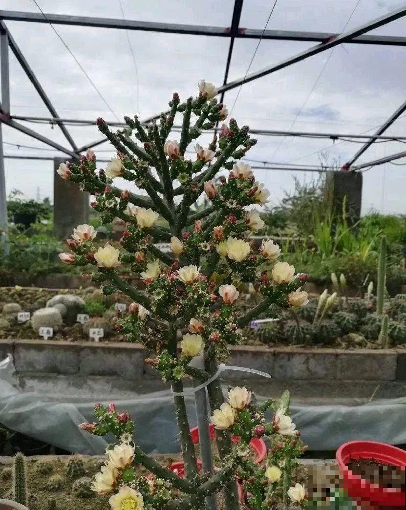 10种小众花，见过的人很少，养一盆特别有面子！