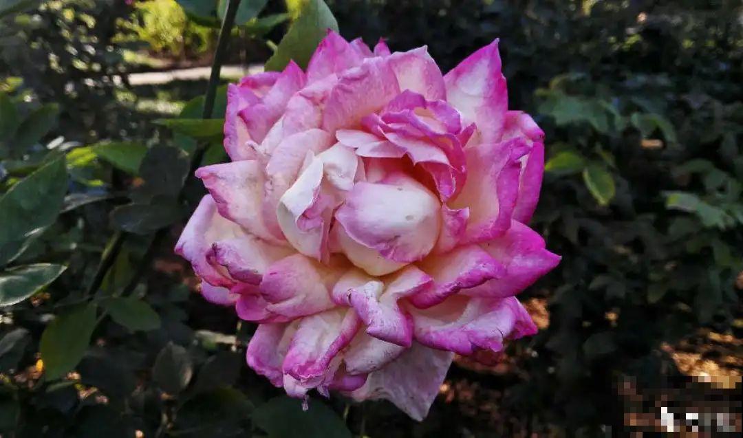 你在哪个城市，最适合养的花就是它！