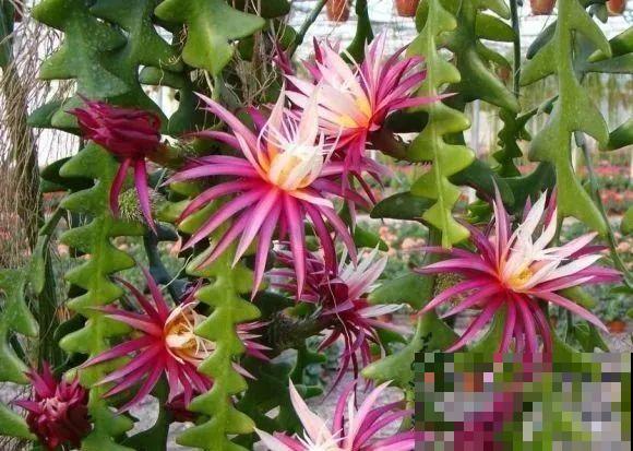 冬天就养耐阴花，没光也能开爆盆，扔角落自己疯长！