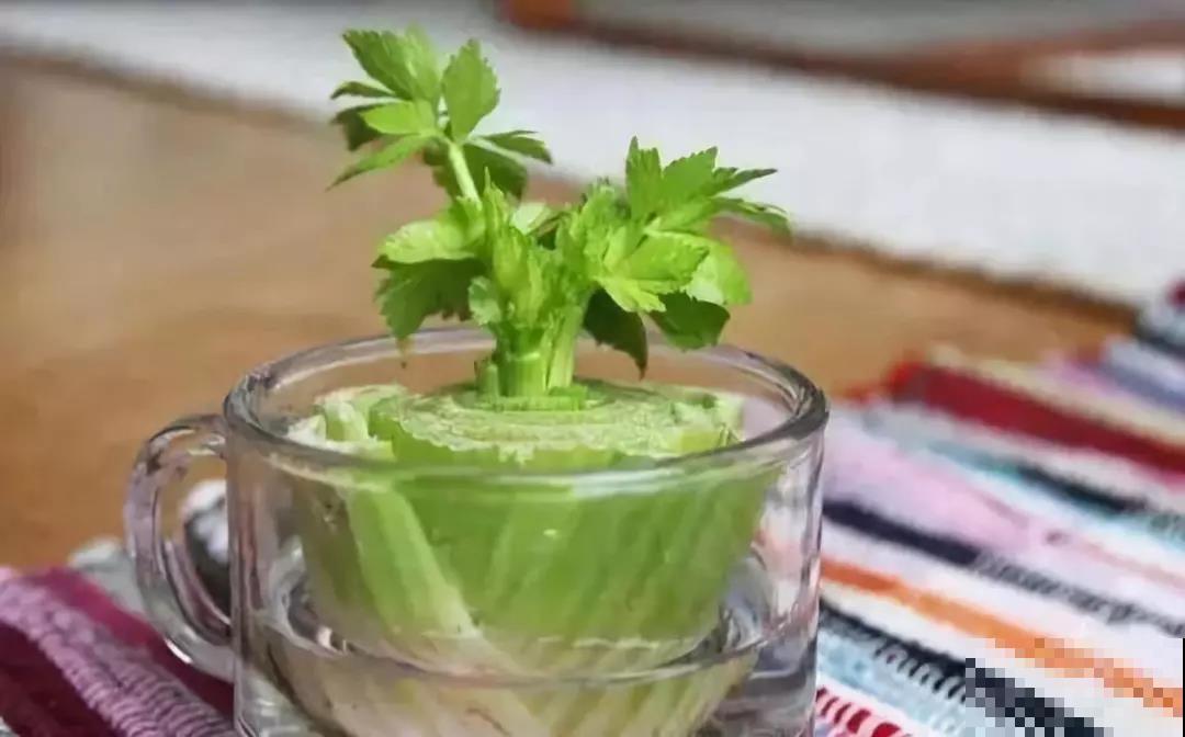 种盆芹菜放厨房，做饭时摘几棵，新鲜爽口又健康！