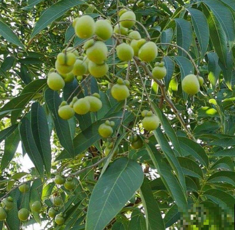 油患子树用处多多，果子沾水搓一搓，比香皂还好用！