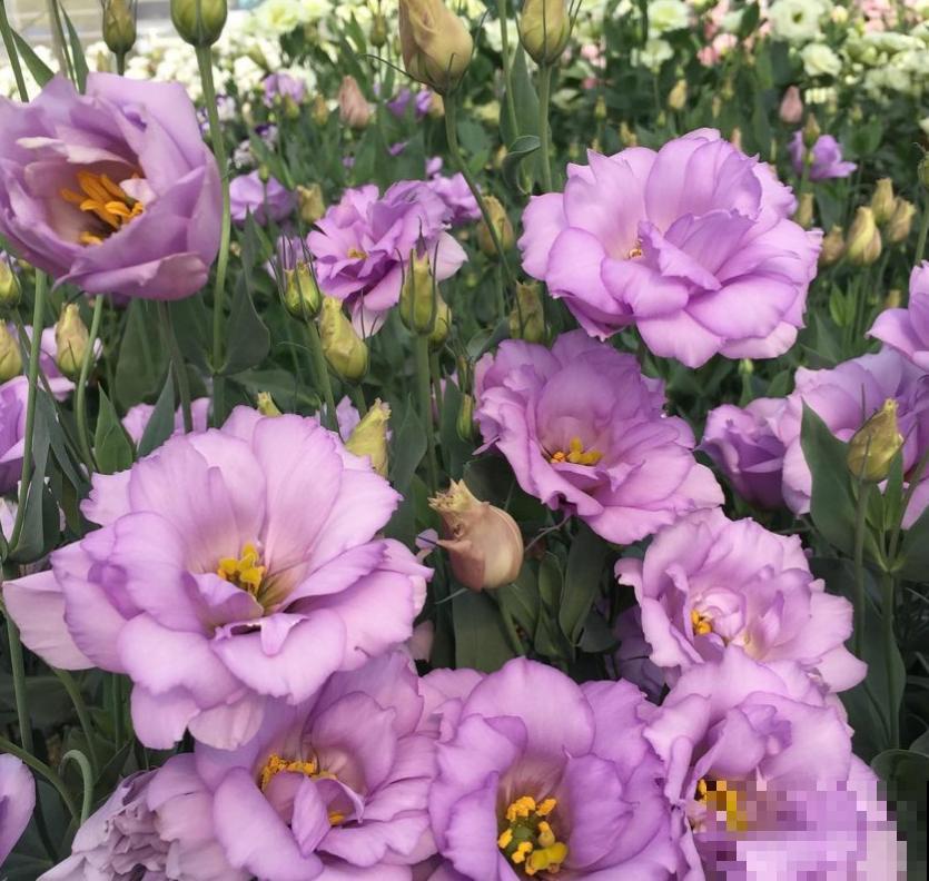 洋桔梗特漂亮，胜过玫瑰，种在阳台美爆了！