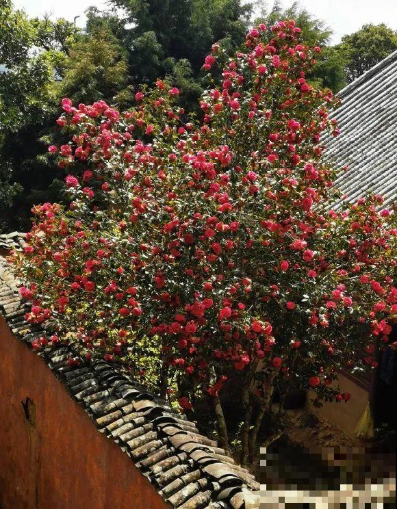 50年的桂花树,卖了5万块钱,大家觉得值吗? 50年的桂花树,卖了5万块钱,大家觉得值吗?