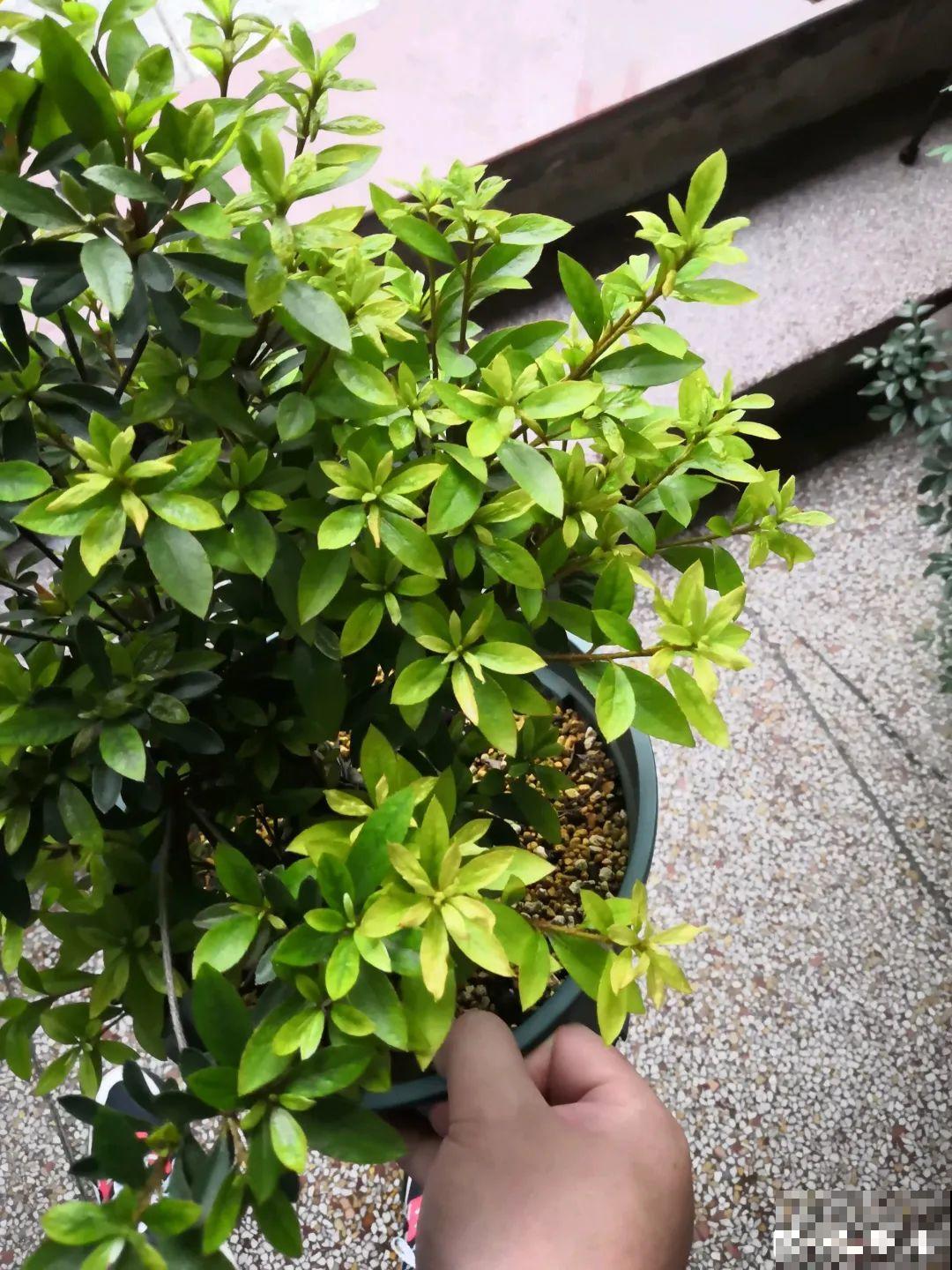 6种花爱吃醋,隔段时间喂口醋,叶子绿油油 6种花爱吃醋,隔段时间喂口醋,叶子绿油油