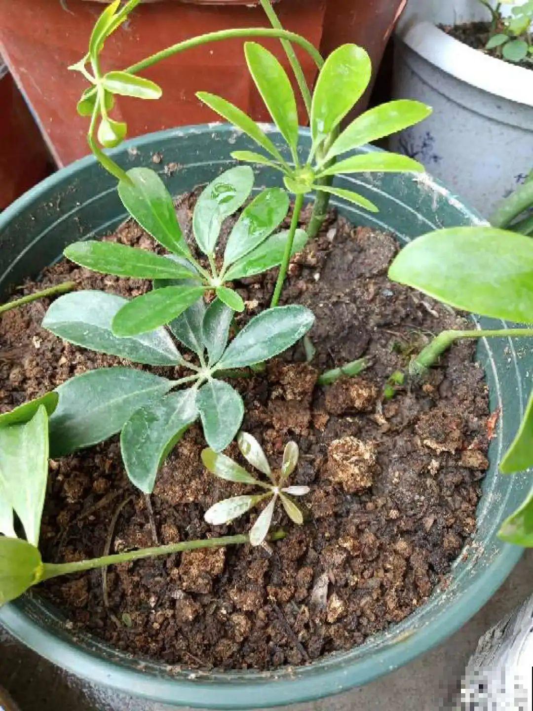 冬天扦插，只用一张塑料薄膜，就能长出小嫩芽