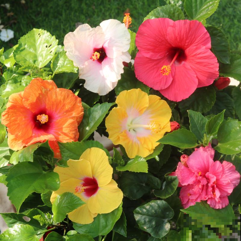 梅花口碑两极分化，有的人觉得是“霉运花”，其实它是“五福花”