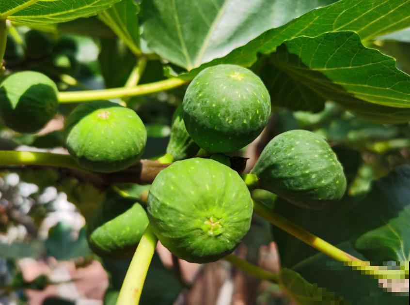 想吃无花果别着急,学会嫁接,一根枝条变一树果子! 想吃无花果别着急,学会嫁接,一根枝条变一树果子!