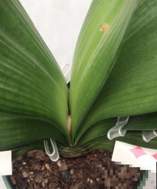 君子兰不爱开花，问题不大，这样养花朵又大又鲜艳！