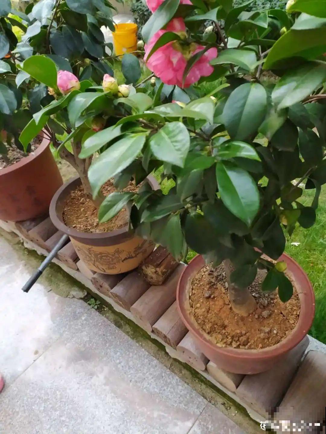 50年的桂花树,卖了5万块钱,大家觉得值吗? 50年的桂花树,卖了5万块钱,大家觉得值吗?