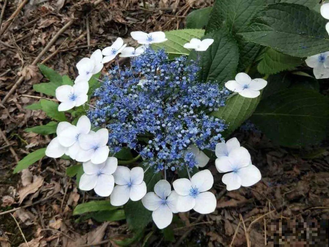 你在哪个城市，最适合养的花就是它！