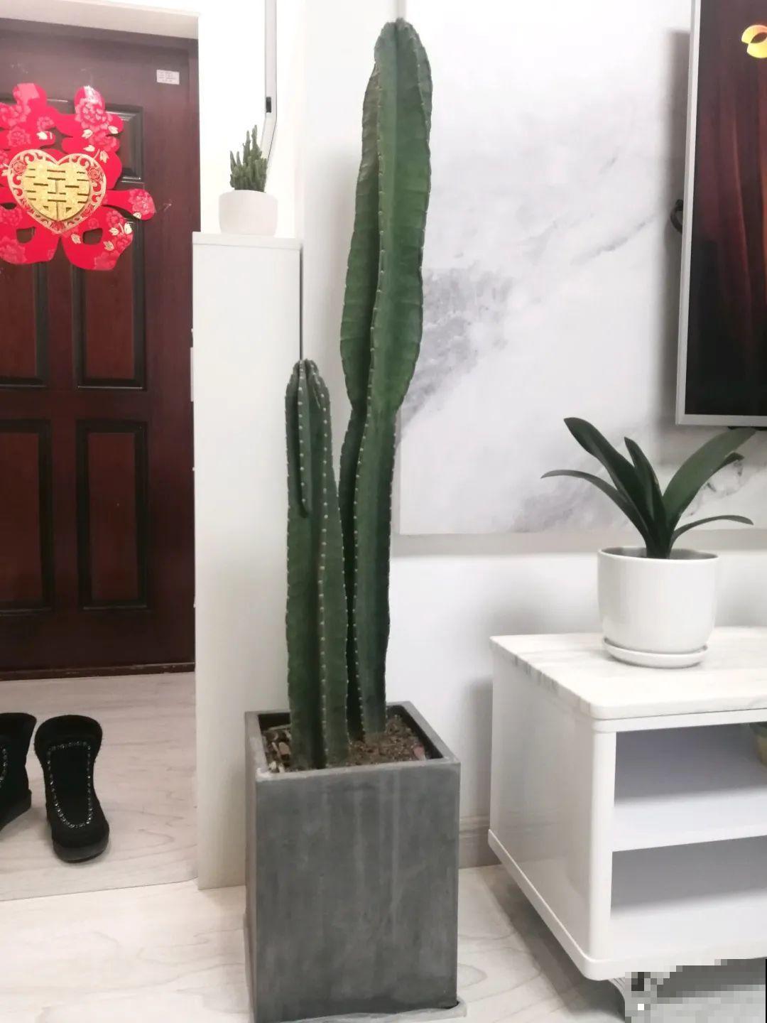 15种镇宅花，家里摆一盆，镇宅旺运超霸气！