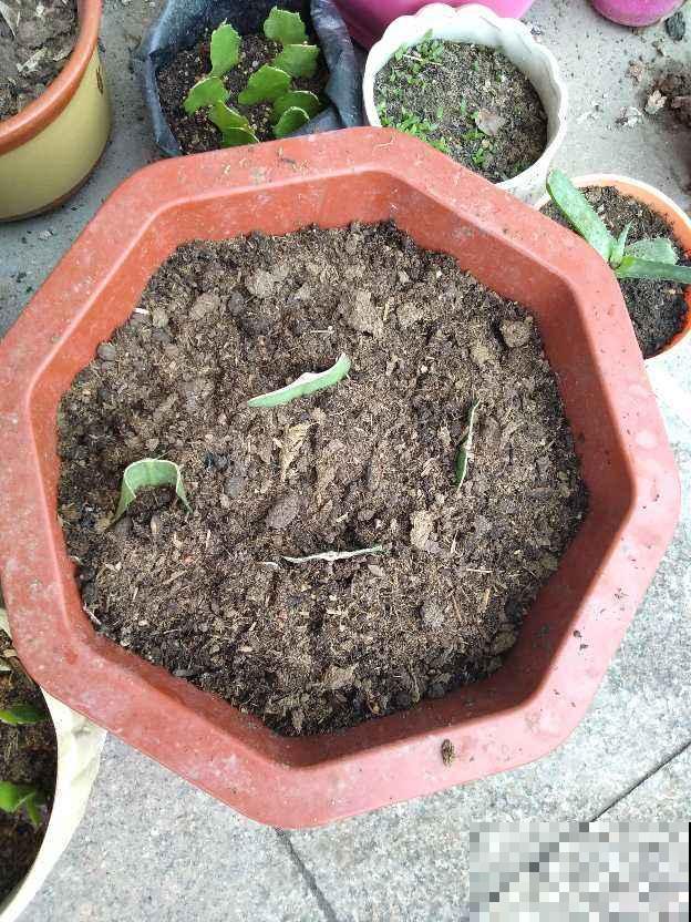 “竹根土”是养花好东西，透气效果特好，养根不烂茎