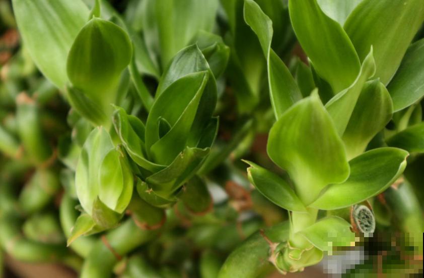 富贵竹开花你见过吗？很美很仙，神似曼珠沙华！