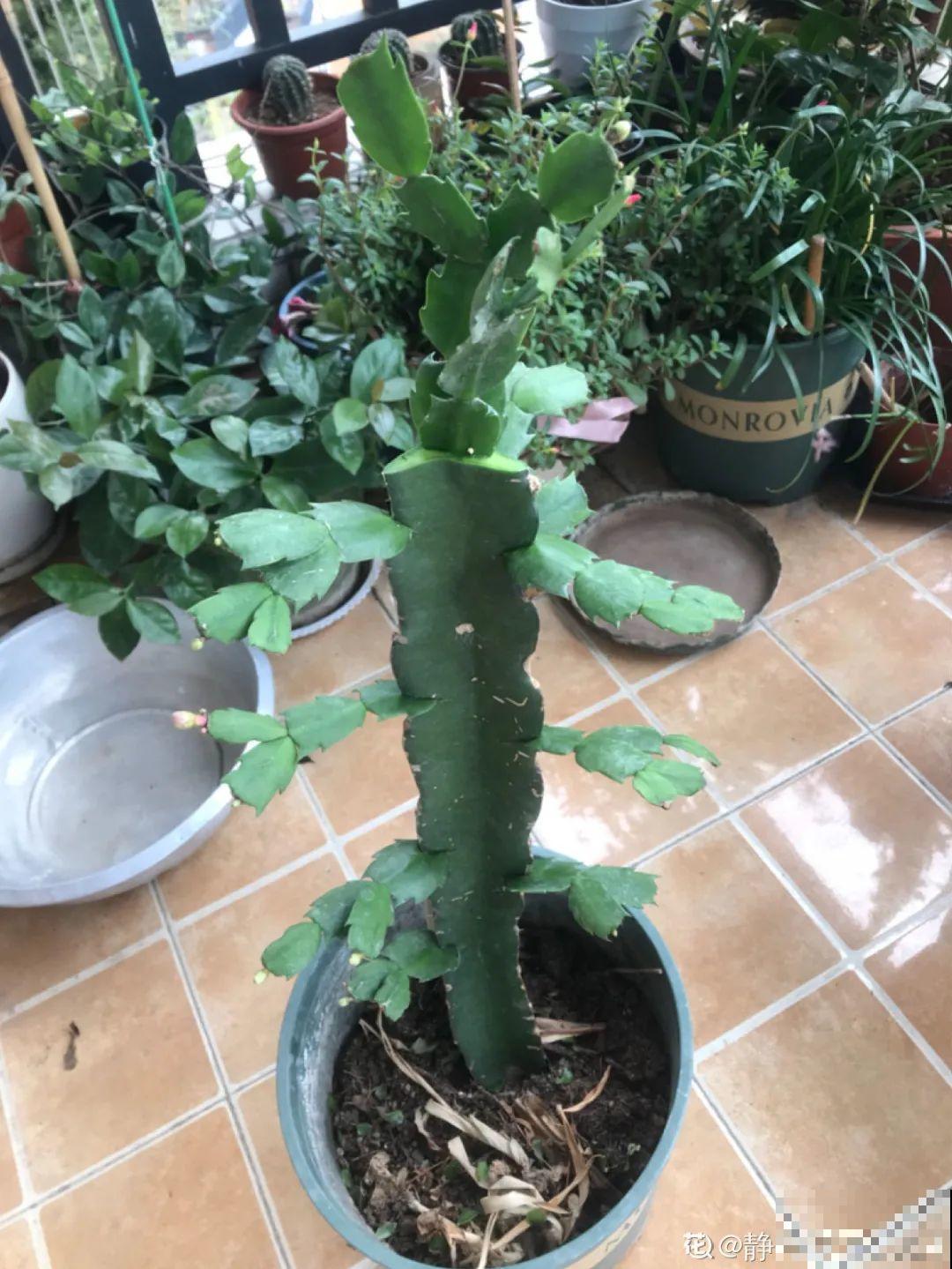 养了18年的仙人指，开花冲房顶，绝对是传家宝！