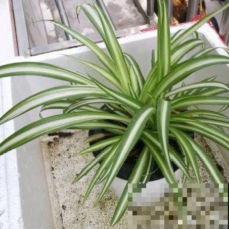 绿萝、吊兰变异了？这些品种，你未必都见过！