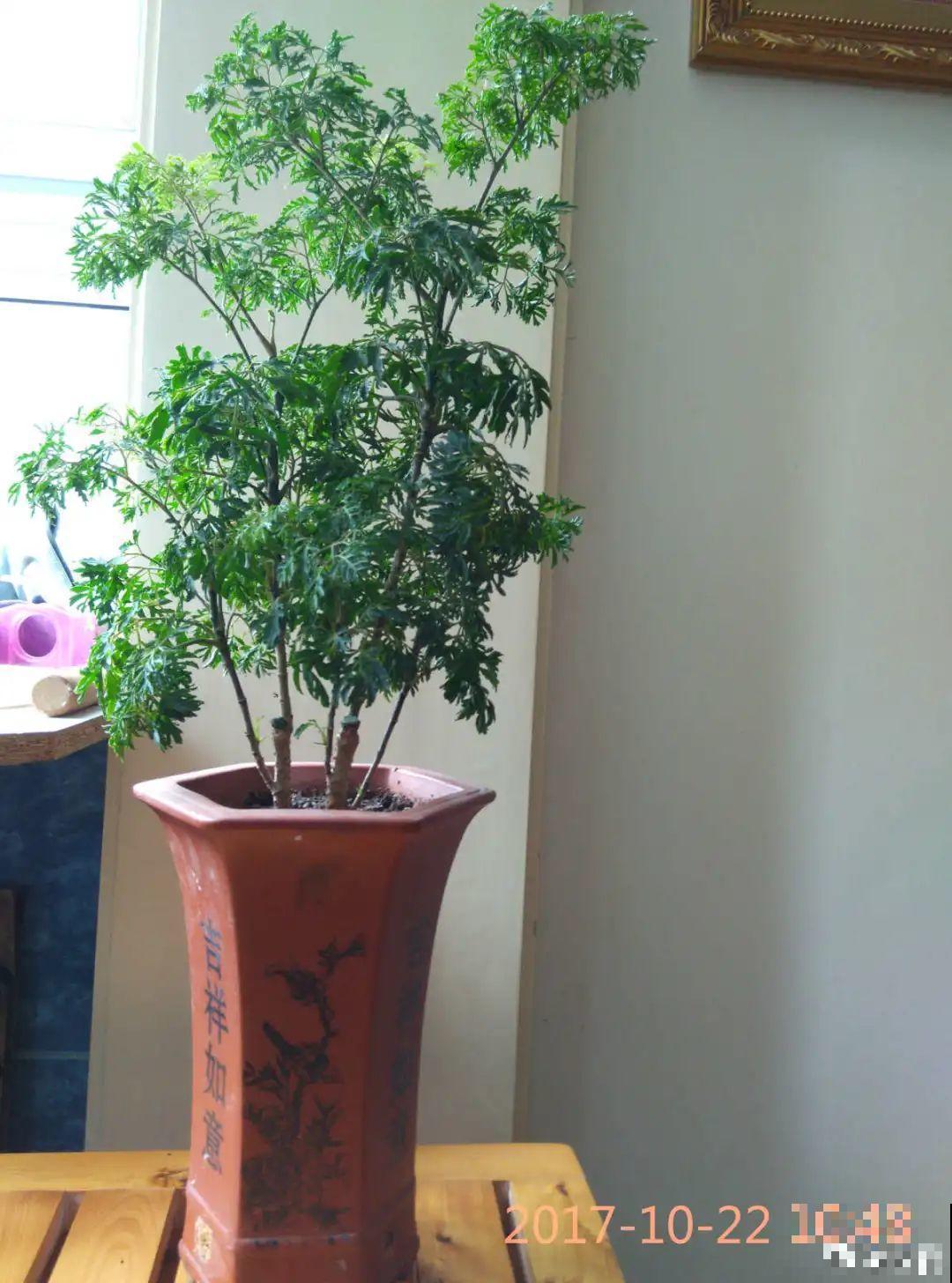 15种镇宅花，家里摆一盆，镇宅旺运超霸气！