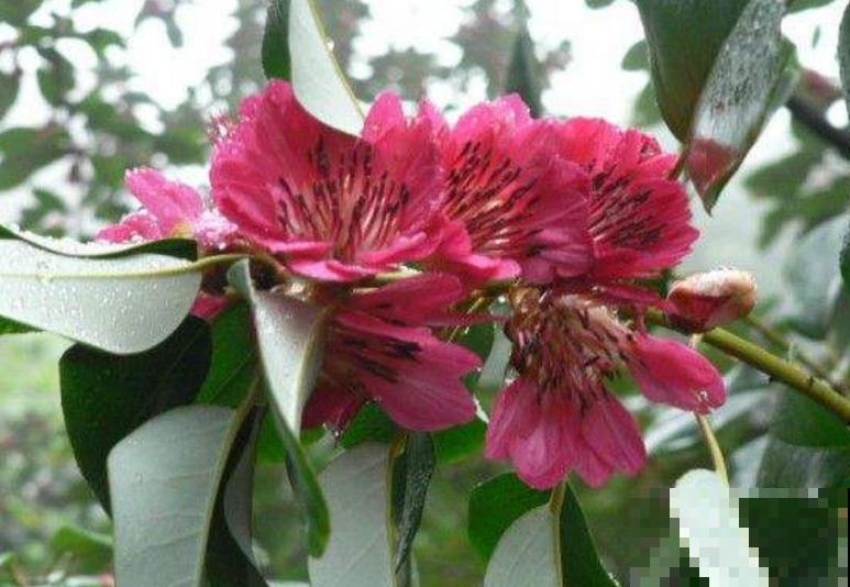 院里种棵红花荷，花大如盏，红彤彤的特喜庆！