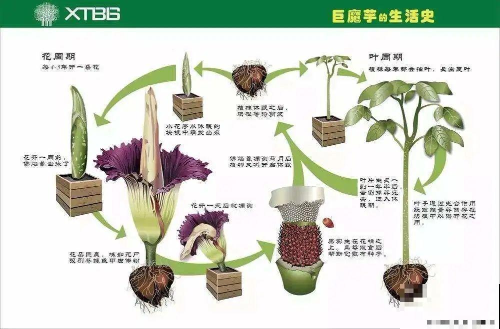 1种花叫大花犀角，闻久了头晕，家里养要小心！