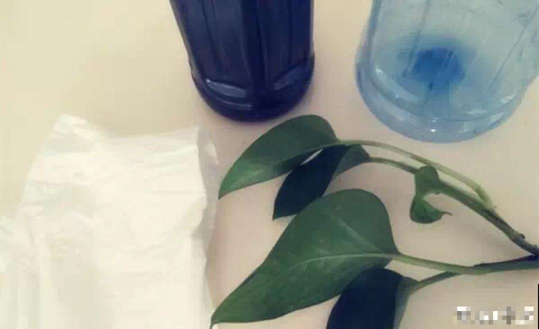 冬天扦插，只用一张塑料薄膜，就能长出小嫩芽