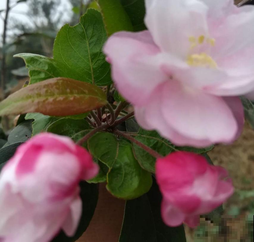 家中养棵西府海棠，赏花吃果，岂不美哉！