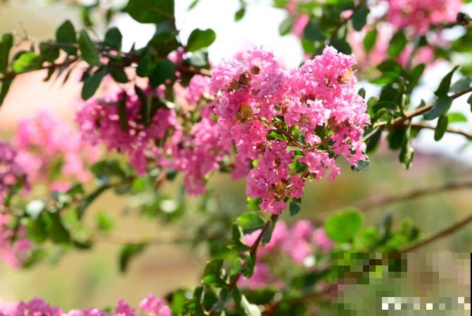 适合地栽养的花木，只要种一棵，年年有花赏！