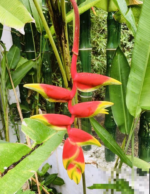 阳台种盆蝎尾蕉，一年四季开花，大气又漂亮！