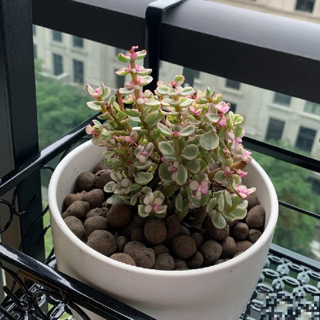 水浇多了，快把土刨掉，否则花3天必死！