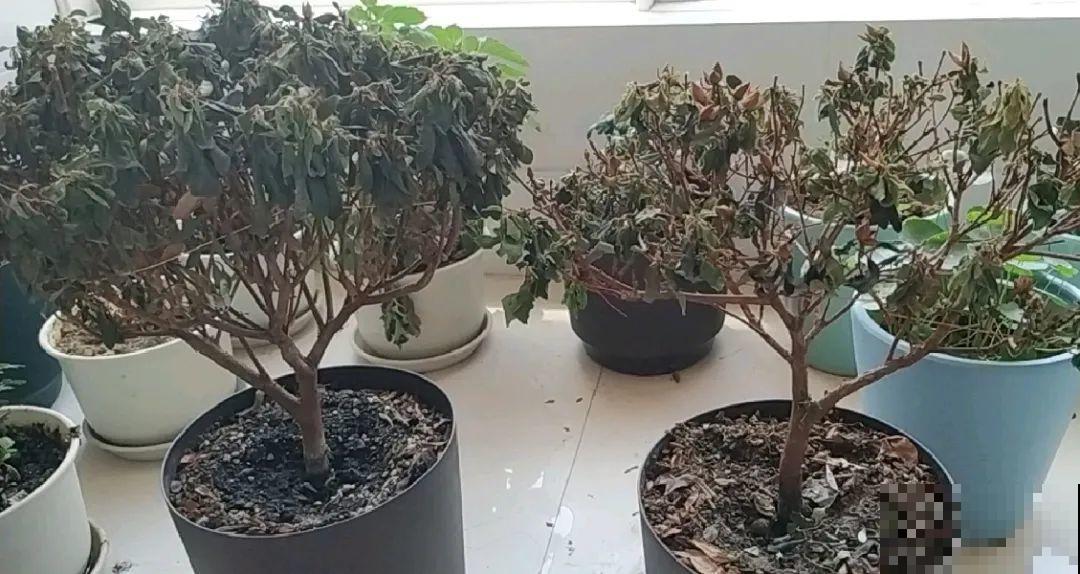 离家半个月，回来花全死了，别扔，还有救！