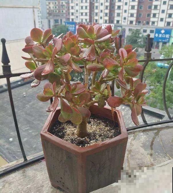 这些花快搬进室内，再不搬就晚啦！死翘翘！