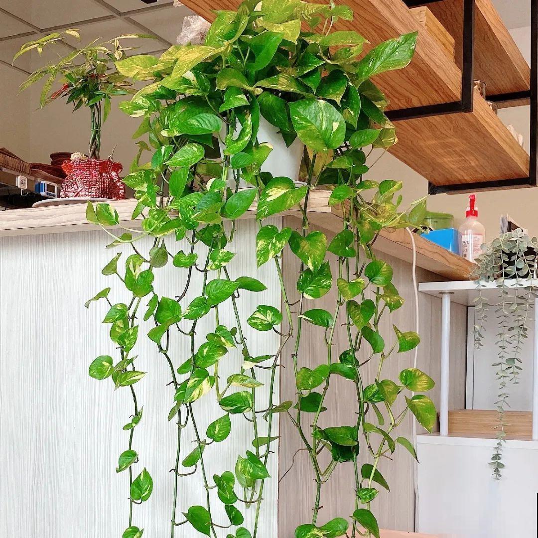 绿萝、吊兰变异了？这些品种，你未必都见过！