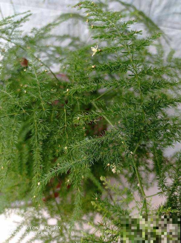 家里养盆“吉祥竹”，枝干翠绿有生机，寓意日子节节高