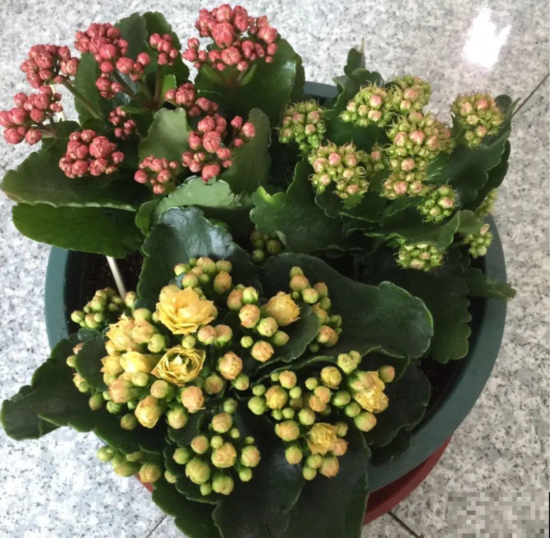 长寿还是地栽长得肥，皮实好养，满头都是花苞