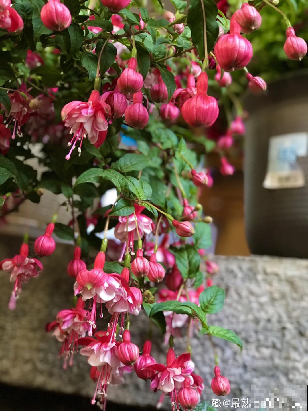 挂起来就能养的花,开花多不占地儿,家里能养100盆! 挂起来就能养的花,开花多不占地儿,家里能养100盆!