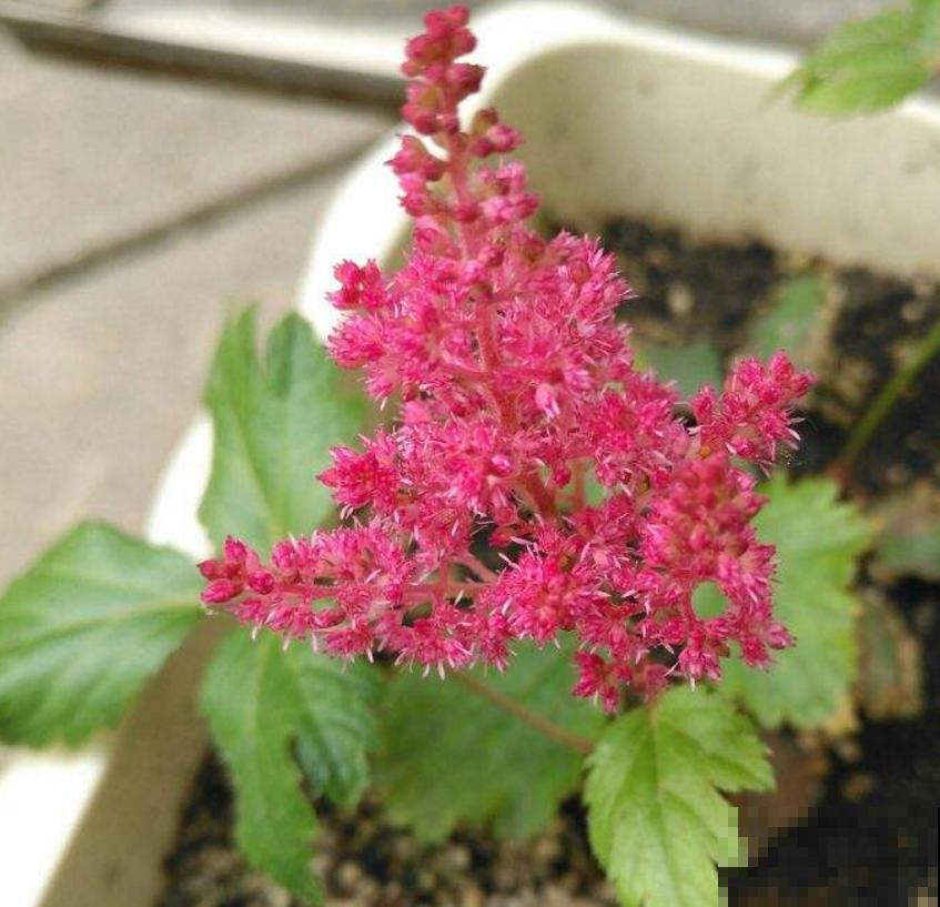 “网红”花卉落新妇，花型别致，如尖尖的宝塔！