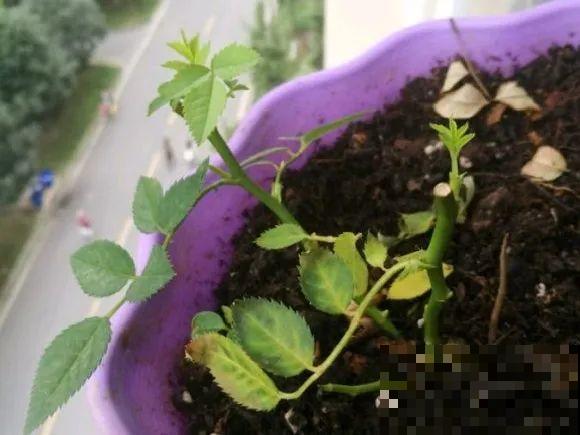 秋天特难养的花，养不活难受，还惹一肚子气！