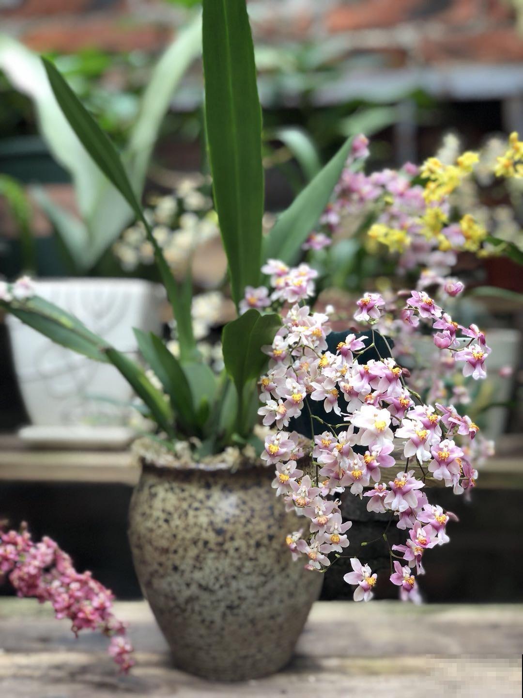开花超好看的文心兰,超适合秋冬养,味道比香水还好闻 开花超好看的文心兰,超适合秋冬养,味道比香水还好闻