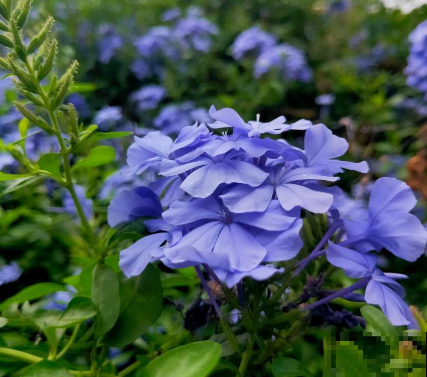 这5种花不抗冻，趁早搬进室内，暖暖活活过秋冬！