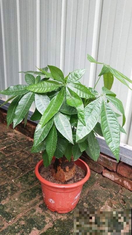 懒人养花总忘浇水，不如养点耐旱花，一个月不浇水都能活