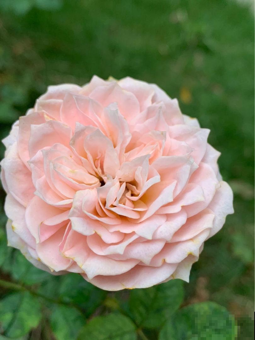 养花之后,多了一些“小癖好”,花友们中了哪几个? 养花之后,多了一些“小癖好”,花友们中了哪几个?