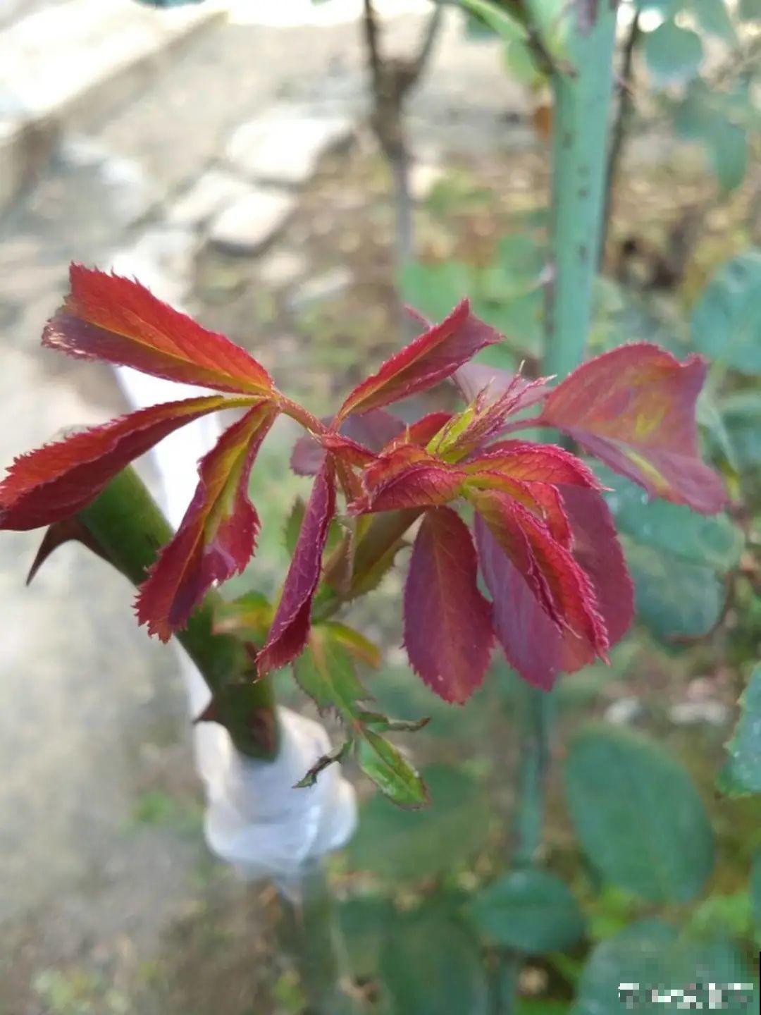 2种花组合起来养护，开花更多，满盆都是花