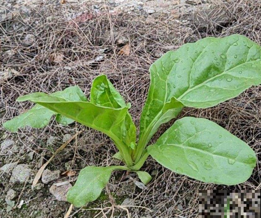 秋冬阳台种菠菜,抗寒又好养,改善伙食种一波儿! 秋冬阳台种菠菜,抗寒又好养,改善伙食种一波儿!