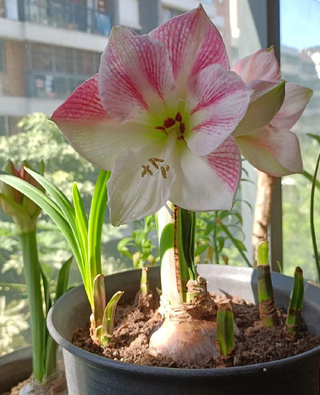 小盆养花好，大盆养花死，真准！