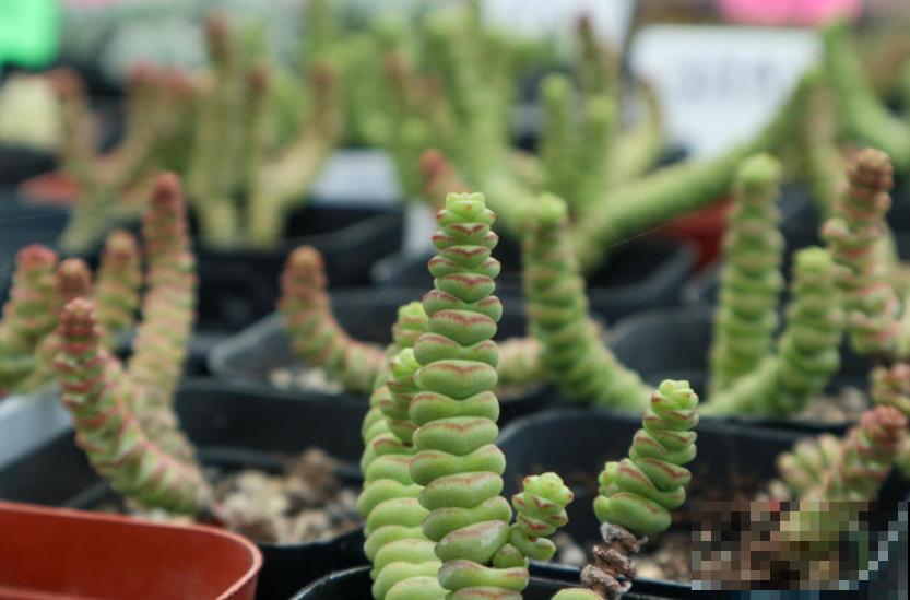 钱串秋天爱“犯病”，找准3个原因，钱串呼呼长！