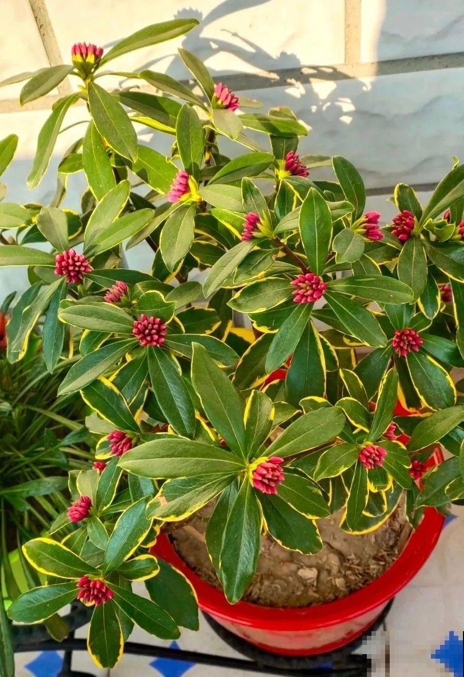 10月养花掐一掐,掐完就来花,盆都塞不下! 10月养花掐一掐,掐完就来花,盆都塞不下!