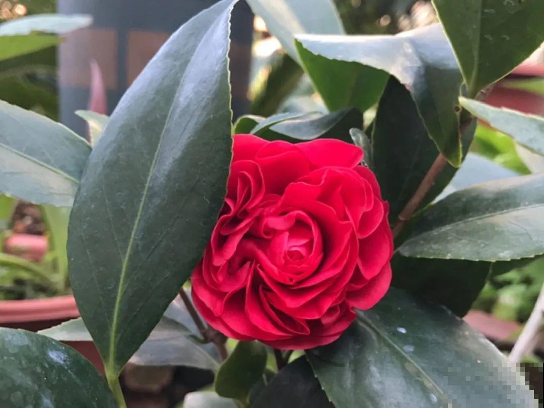 你在哪个城市，最适合养的花就是它！