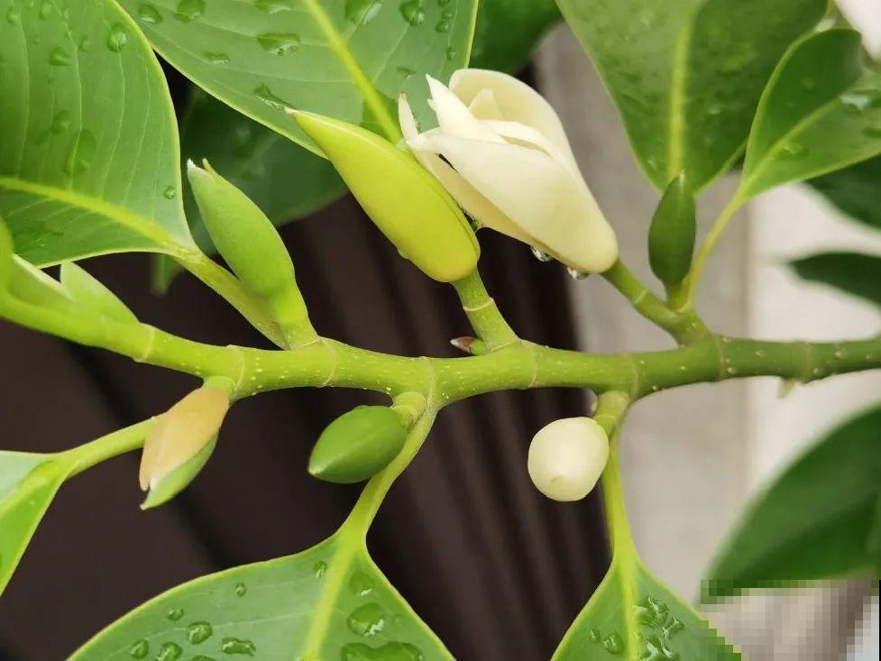 你在哪个城市，最适合养的花就是它！