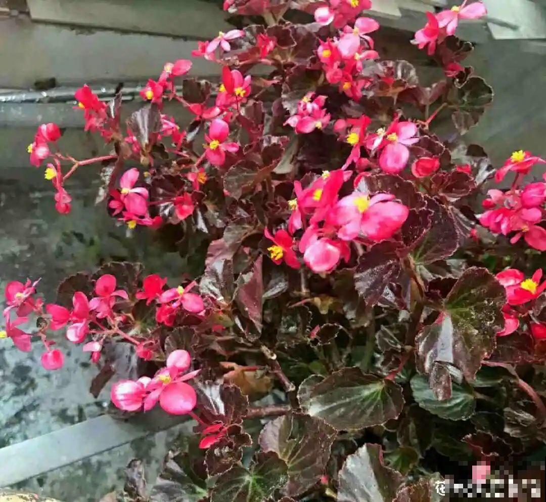 这种花特抗冻,不怕严寒,养死算我输! 这种花特抗冻,不怕严寒,养死算我输!