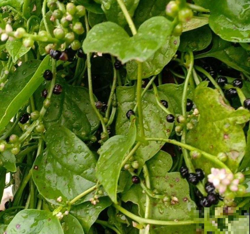 落葵益处多,好吃还有营养,养几棵赚大了! 落葵益处多,好吃还有营养,养几棵赚大了!